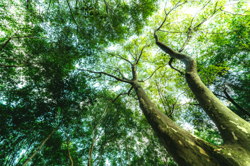 追求環保永不止步 澳思柏恩三位一體打造環保板材
