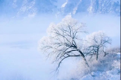 千年舟澳松板，讓家居環境舒適又安心的「網紅」單品