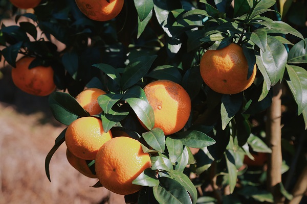 【數智移動 實事為民】 貴港移動鄉村振興工作隊員繪就產業發展畫卷