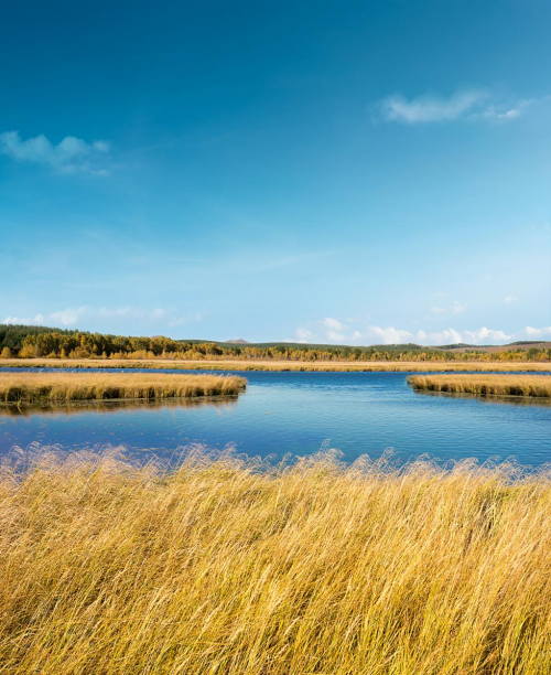 麗博蘆葦板，板材界的&ldquo;天花板&rdquo;！