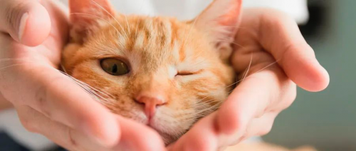 當(dāng)代年輕人熱衷&ldquo;家人式&rdquo;養(yǎng)寵，好空氣成裝修必備