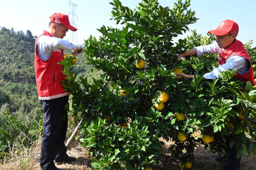 江西省交投集團(tuán)信豐西收費(fèi)所：臍橙園里一抹&ldquo;紅&rdquo;，助農(nóng)采摘我先行
