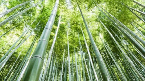 超高防潮丨性能與美學(xué)兼具，這張好板更懂健康生活