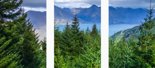 千年舟&middot;新西蘭純松板，一棵松木的全球智慧之旅