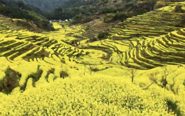 四川榨油機廠家如何助力鄉村振興：智能化設備與產業閉環方案