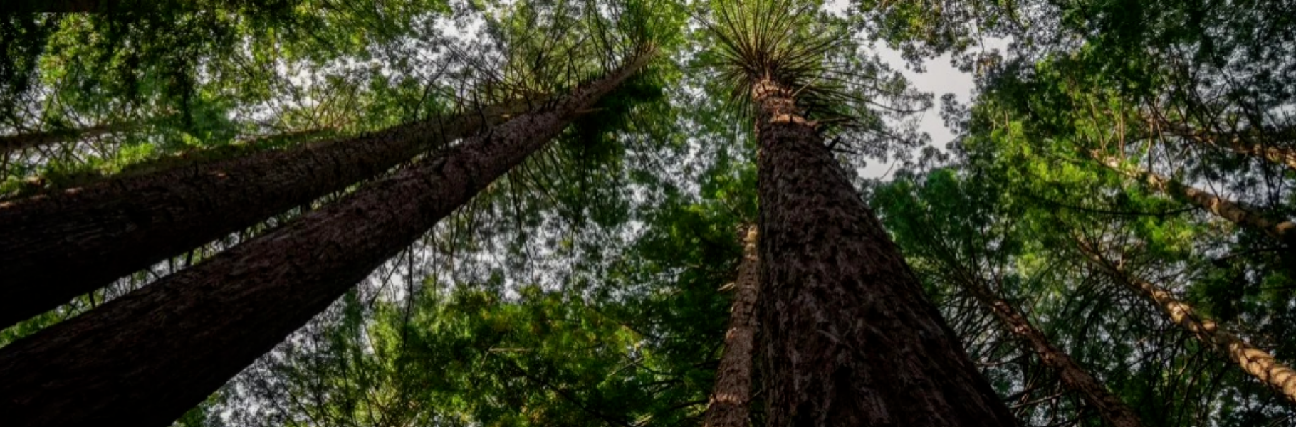 從林海到宋韻家宅丨千年舟&middot;新西蘭純松板&times;輕語胡桃「石墨烯」應(yīng)用鑒賞